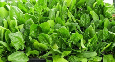 Jak pěstovat špenát doma na parapetu?